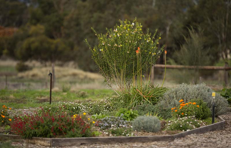 Garden bed 1 McLaren Vale Enterprises